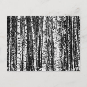 Beech Trees, White and Charcoal Grey / Grey Postcard