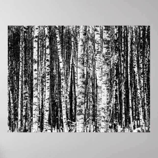 Beech Trees, White and Charcoal Grey / Grey Poster (Front)