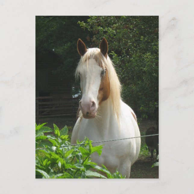 Beedahbeen Postcard (Front)