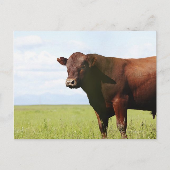 Beef cow in field postcard (Front)
