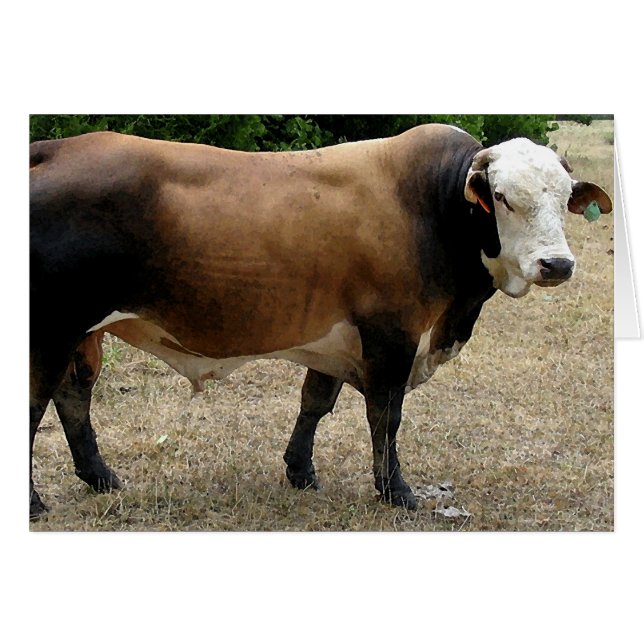 Beefmaster Bull Cattle Portrait Blank Card (Front Horizontal)