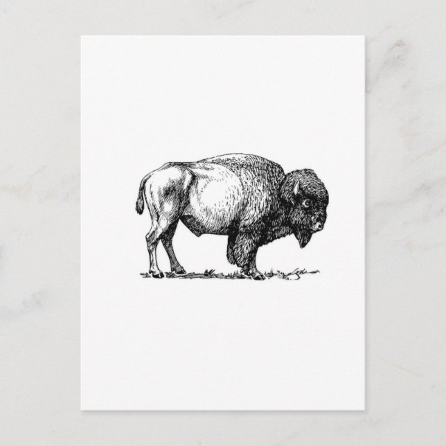 beefy buffalo bull postcard (Front)