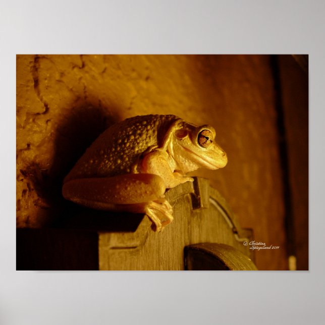 Beefy Tree Frog Print or Poster (Front)