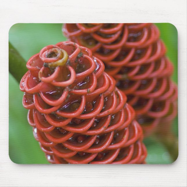 Beehive Ginger, Zingiber spectabile), Mouse Pad (Front)