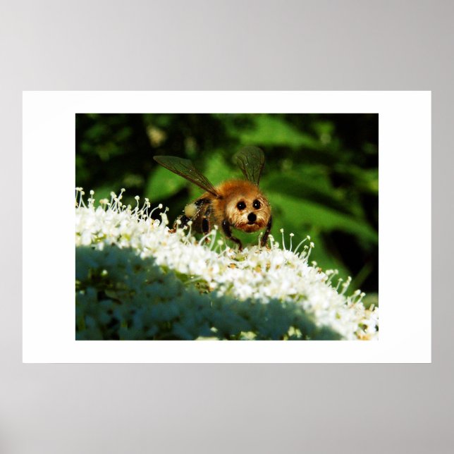 Beeog Poster (Front)