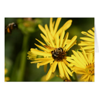 Bees