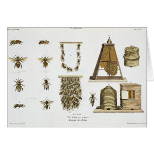 Bees and bee-keeping, from 'The Young Landsman', p