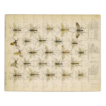 Bees and wasps from Cameron 1883-1890