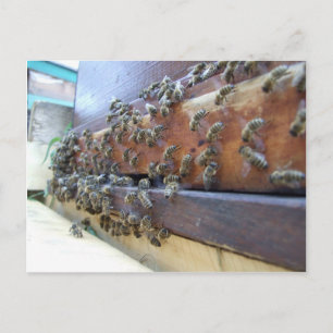 Bees Getting In Their Hive Postcard
