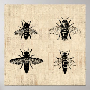 Bees Illustration Antique Bee Art Vintage Design Poster