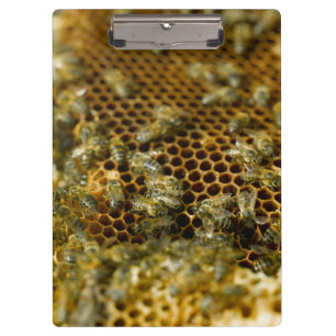 Bees In Hive, Western Cape, South Africa Clipboard