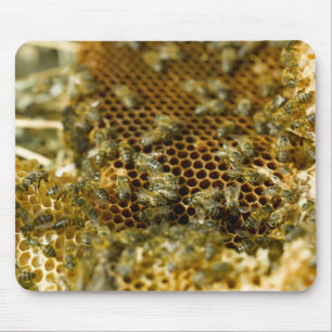 Bees In Hive, Western Cape, South Africa Mouse Pad