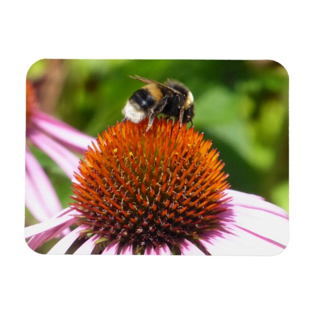 BEES  MAGNET (Horizontal)