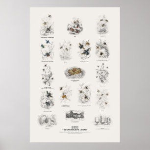 Bees - Naturalist's Library Poster