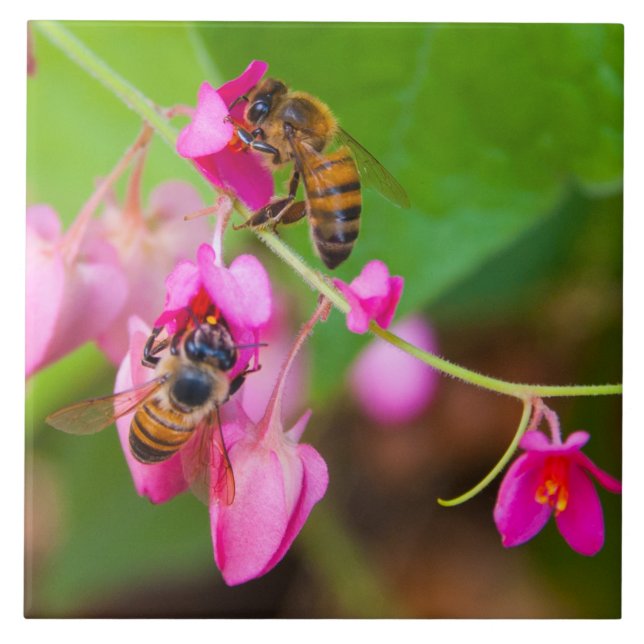 Bees On Coral Vine Flowers Tile (Front)