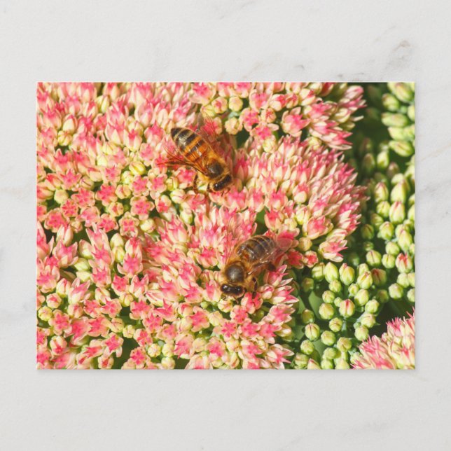 Bees on Sedum Autumn Joy. Postcard (Front)