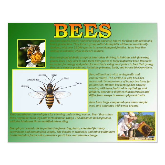 Bees Photo Print (Front)