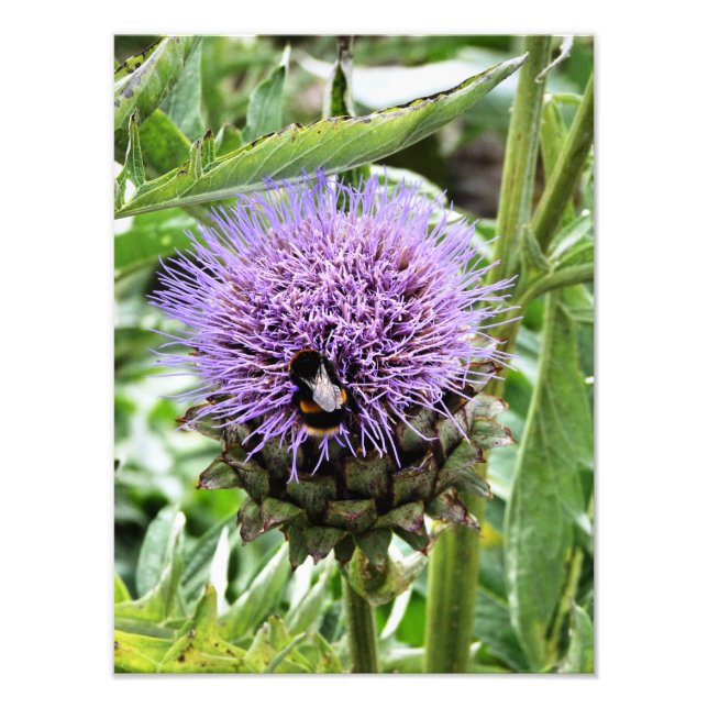 BEES PHOTO PRINT (Front)