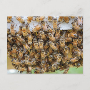 Bees! postcard