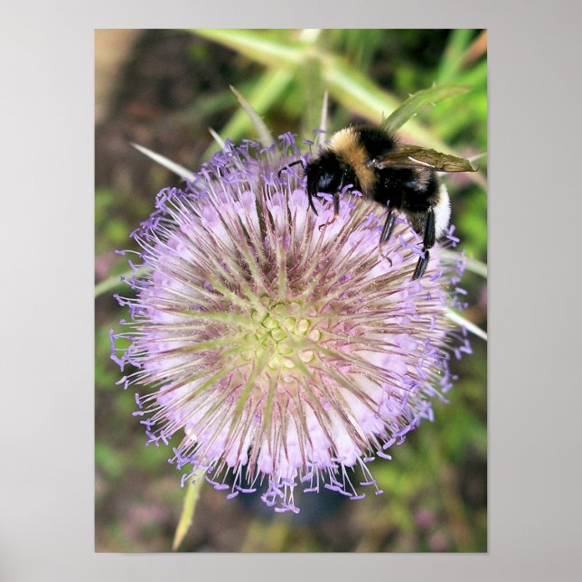 BEES POSTER (Front)