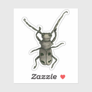Beetle Art - Naturalist Style Ink and Watercolor