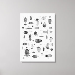 Beetle Black & White Canvas Print