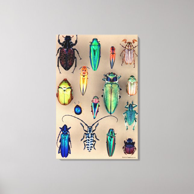 Beetle Collection Canvas Print (Front)