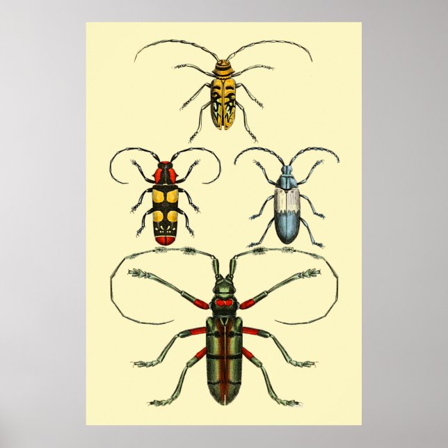 Beetle Insects Collection Poster (Front)
