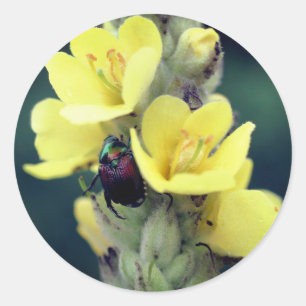 Beetle On Wild Mullein Flower  Classic Round Sticker