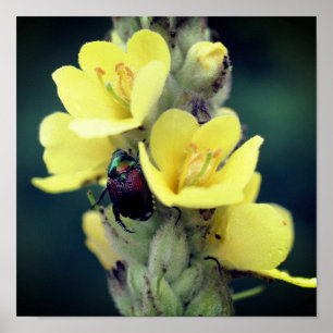 Beetle On Wild Mullein Flower Close Up Poster