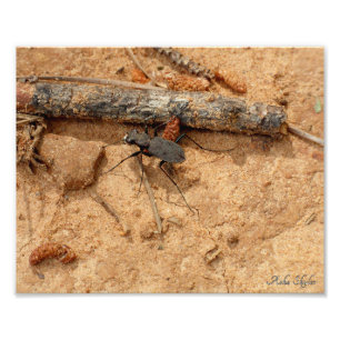 Beetle Photo Print