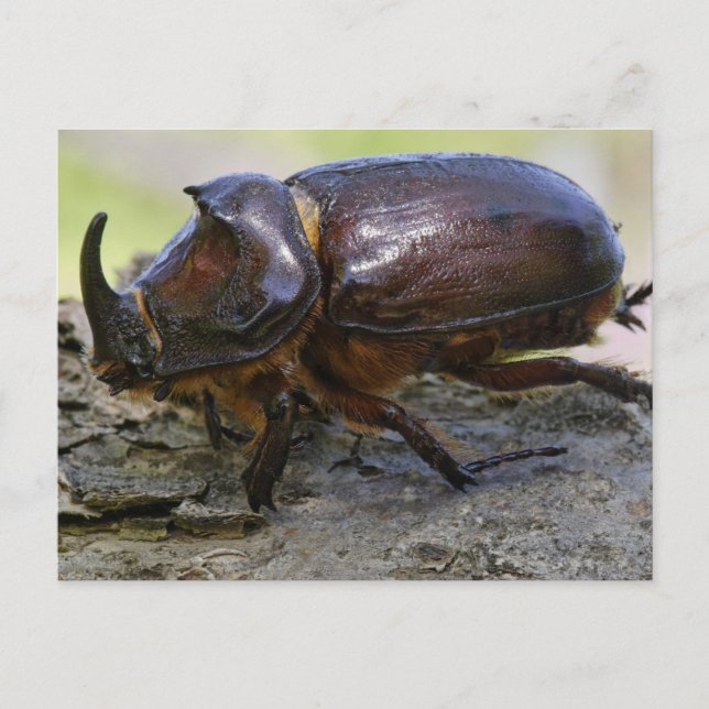 Beetle Postcard (Front)
