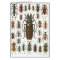 Beetles Beetles, so many beetles pattern picture.