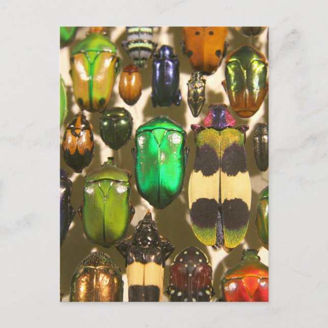 Beetles, Bugs and Insects Postcard (Front)