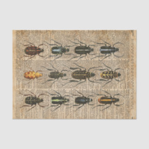 Beetles Bugs Zoology Vintage Illustration Art Tissue Paper