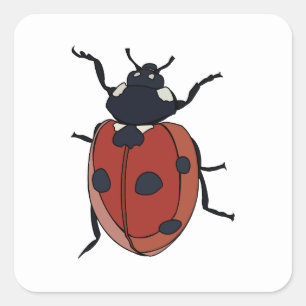 Beetles Insect Ladybug Beetles Square Sticker