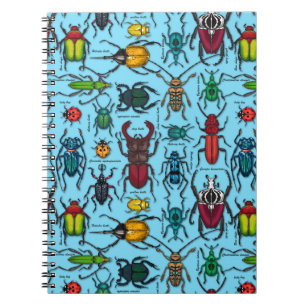 Beetles on blue notebook