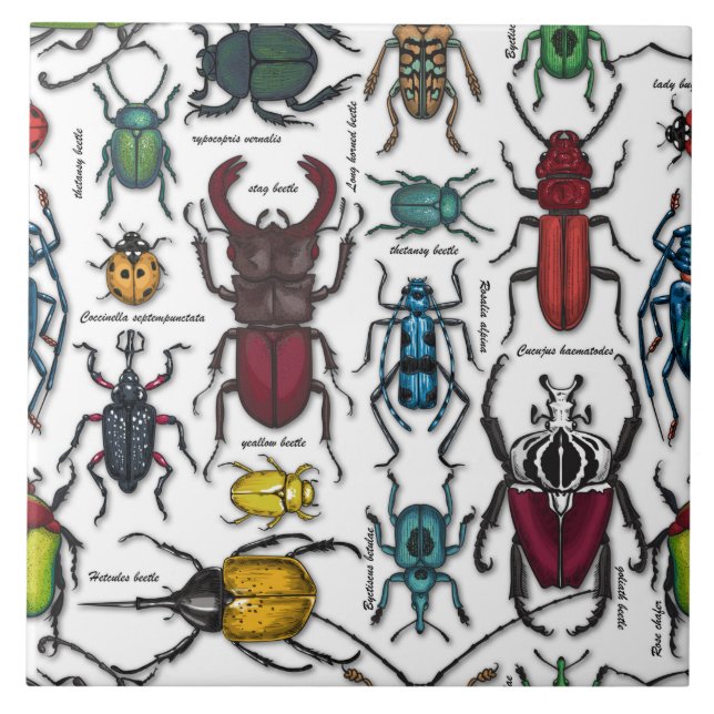 Beetles on white tile (Front)