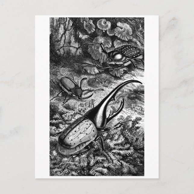 Beetles Postcard (Front)