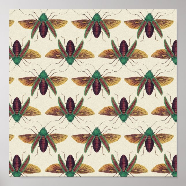 Beetles Poster (Front)