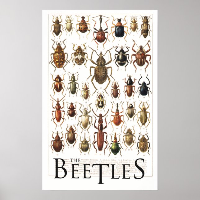 beetles poster (Front)