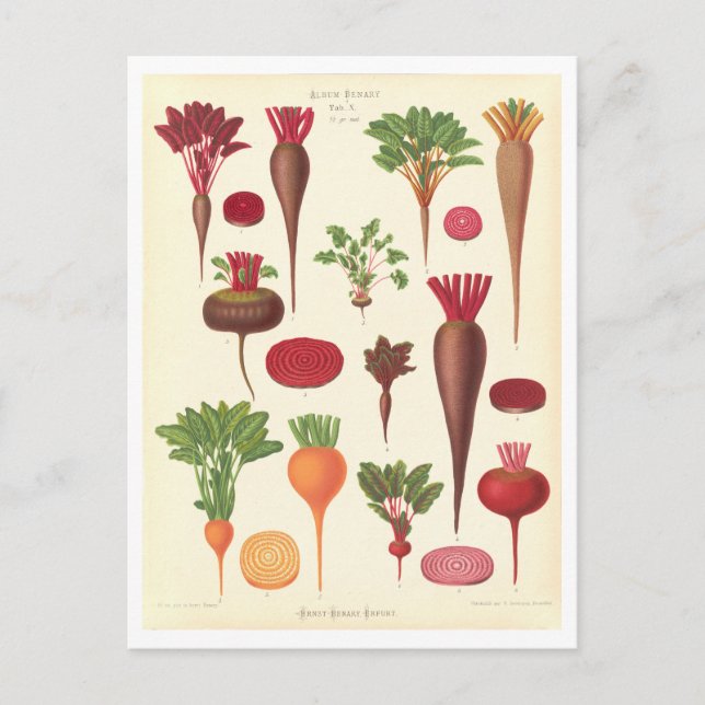 Beets Botanical Illustration from Seed Catalogue Postcard (Front)