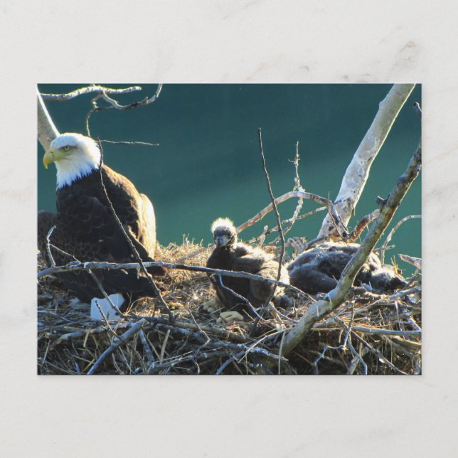 BEF Bald Eagle Family Postcard (Front)