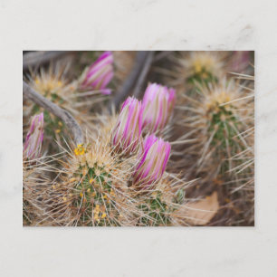 Before the blooms postcard