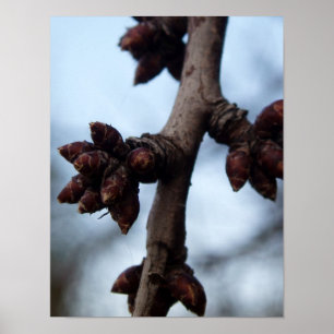Before the Blossom Poster