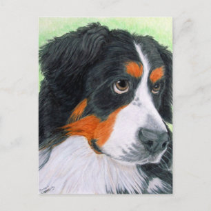 Begging Bernese Postcard