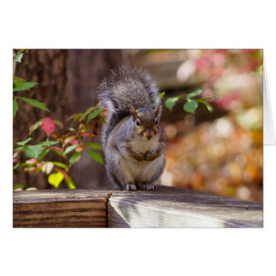 Begging Squirrel