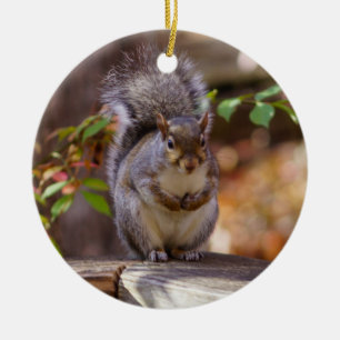 Begging Squirrel Ceramic Tree Decoration