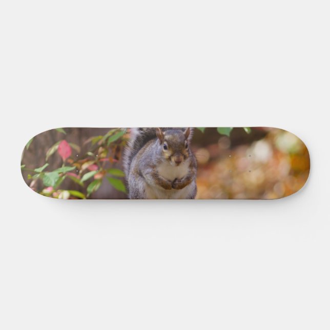 Begging Squirrel Skateboard (Horz)