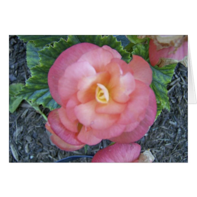 Begonia (Front Horizontal)